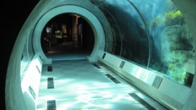 Kelp Tank/California Science Center